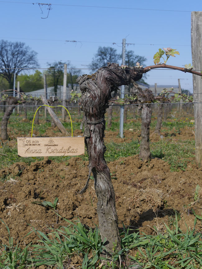 Виноградник на урожай